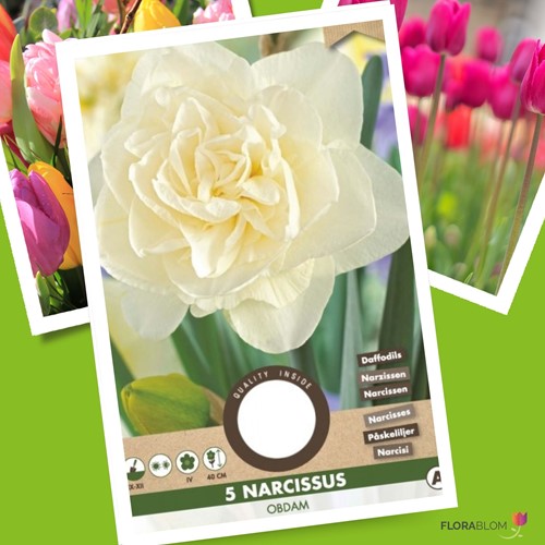 Narciso Obdam - Narcissus
