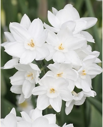 Narcisi Paperwhite (confezione grande)