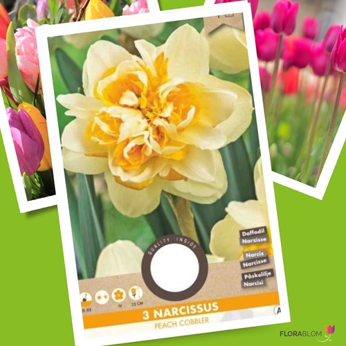 Narcisso Peach Cobbler - Narcissus