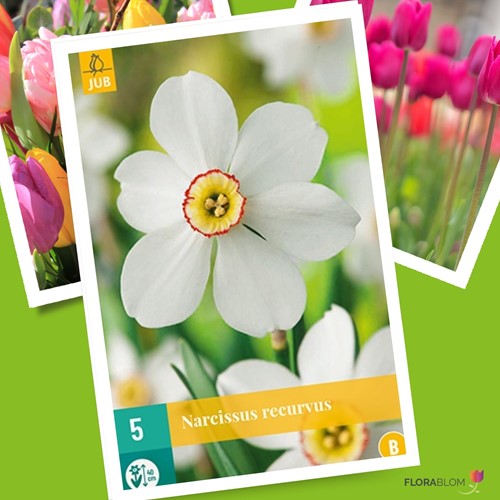 Il Narciso Recurvus - Narcissus