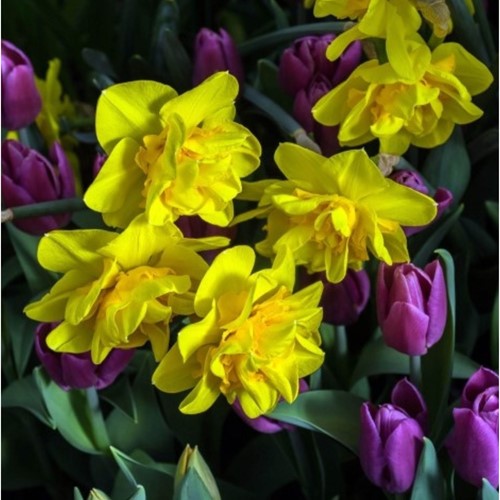 Narcissus Tête Bouclé – Narcissus a doppio fiore