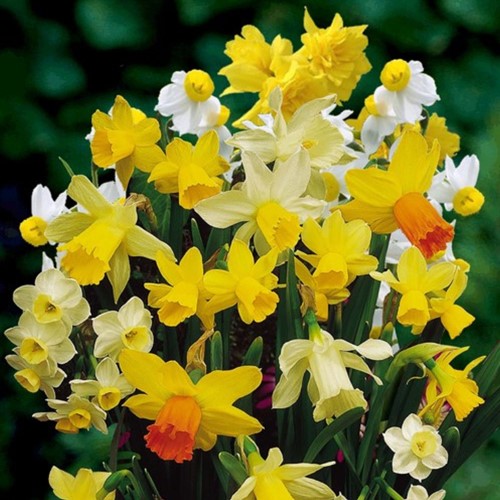 Narcisi Botanici (Confezione Grande)