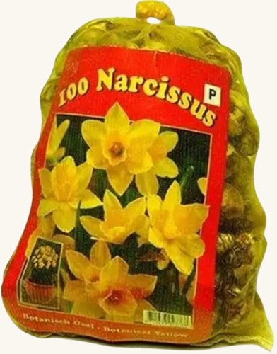 Narciso Botanico (Confezione Grande)