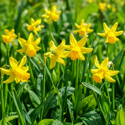 Narciso Botanico (Confezione Grande)