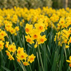 100 Narcissus multiflorale Golden Dawn - Narciso botanico (Confezione XL)
