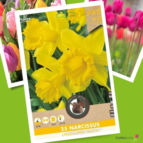 Narciso Carlton - Narcissus