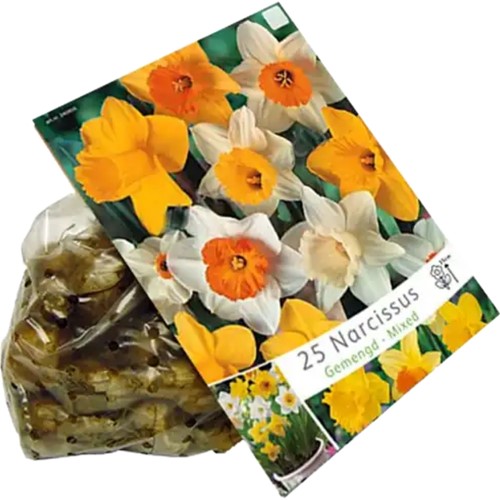 Assortimento Narciso Grande Corona