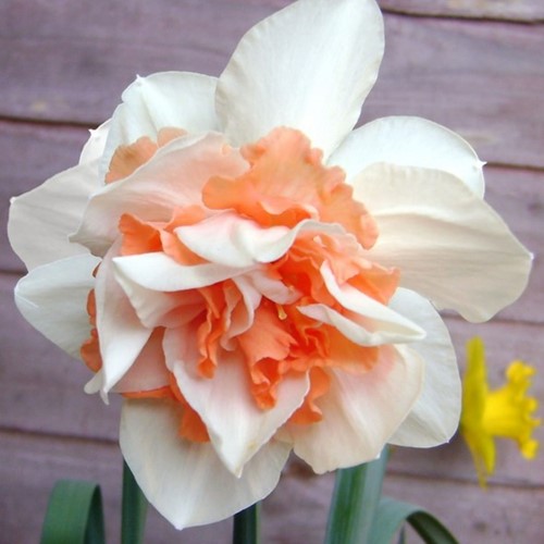 Narciso Doppio 'Replete'