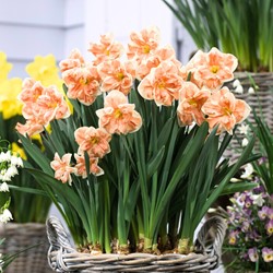 Narcis Apricot Whirl - Narcissus