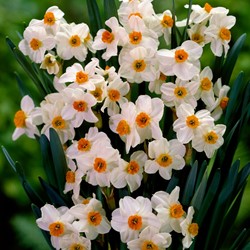 NARCISI TETE A TETE VASO 9CM BULBI DA FIORE