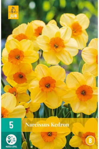 Narcisso Kedron - Narcissus