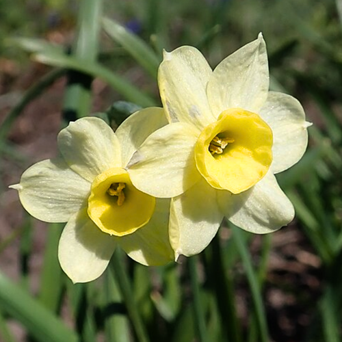 Narciso Minnow - Narcissus