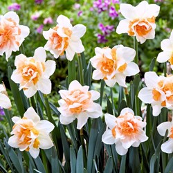 Narciso Doppio Replete - Narcissus