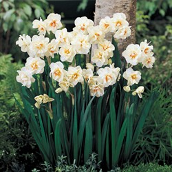 Narcis Sir Winston Churchill - Narcissus
