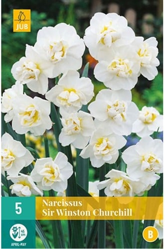 Narcissus Sir Winston Churchill - Narciso a doppio fiore