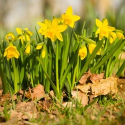 Narcisi Gialli 50 Bulbi E Muscari - Alta Qualità Per Giardino Bulbi Da Piantare Autunno