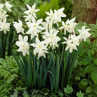 Narcissus Thalia – Narcisi BIO