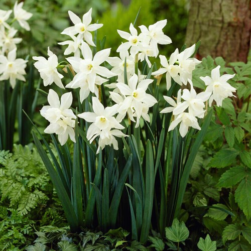 Narcissus Thalia – Narcisi BIO