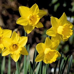 Narcisi a fiore grande gialli – Narcissus