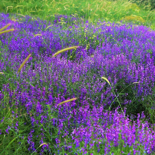 Erba Gatta - Nepeta faassenii (Confezione da 6)