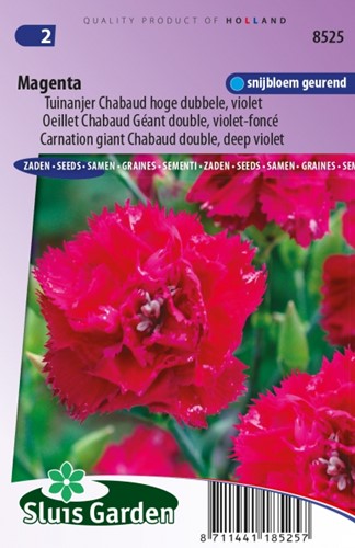 Garofano doppio Magenta - Dianthus Chabaud