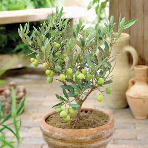 Olivo - Olea Europaea