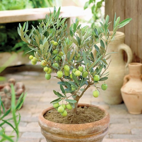 Olivo - Olea europaea (Confezione da 2)