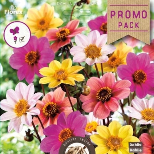 Dahlia Olivia mix