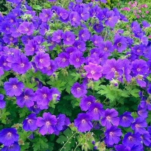 Geranium sanguineum Johnson's Blue - Geranio Sanguigno - Geranio (Confezione da sei)