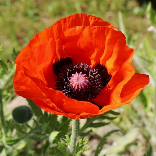 Papavero Rosso - Rosolaccio (Papaver)