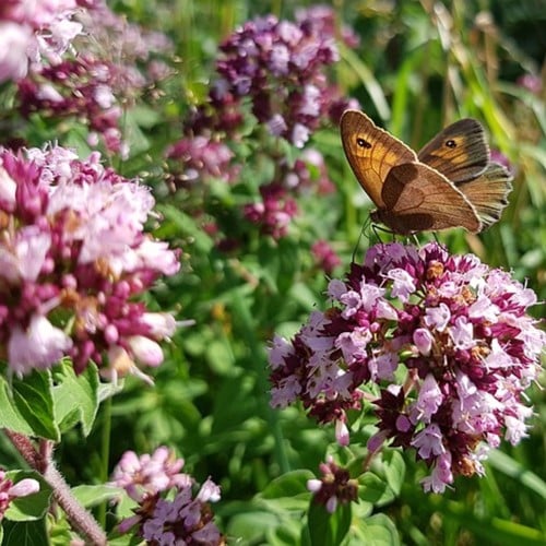 Origanum Laevigatum Herrenhausen - Oregano (Confezione da 6)