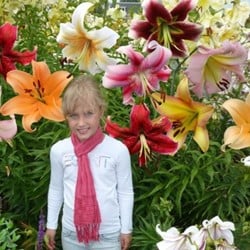 Albero di Giglio Originale Mix (Confezione Grande)