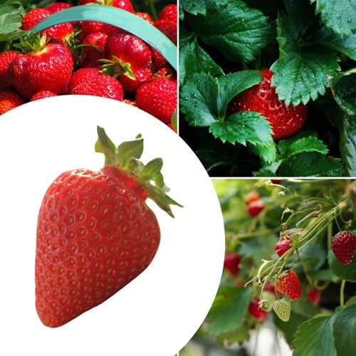 5x piante di Fragola  Ostara - Fragaria