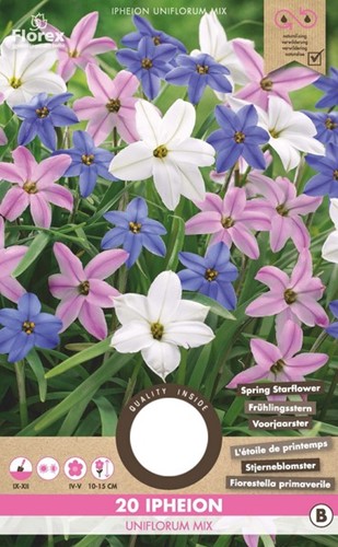 Ipheion Uniflorum Mix - Fiorestella primaverile