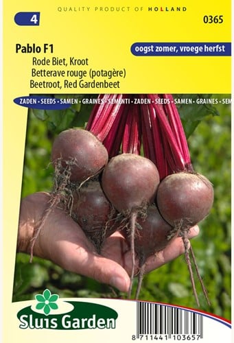 Barbabietola Rossa Pablo F1 - Beta vulgaris