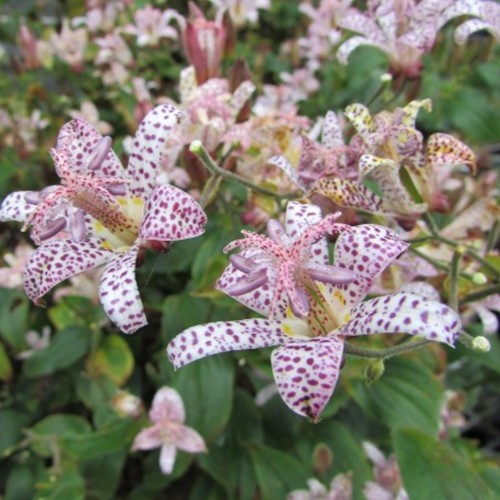Giglio Orchidea - Tricyrtis hirta