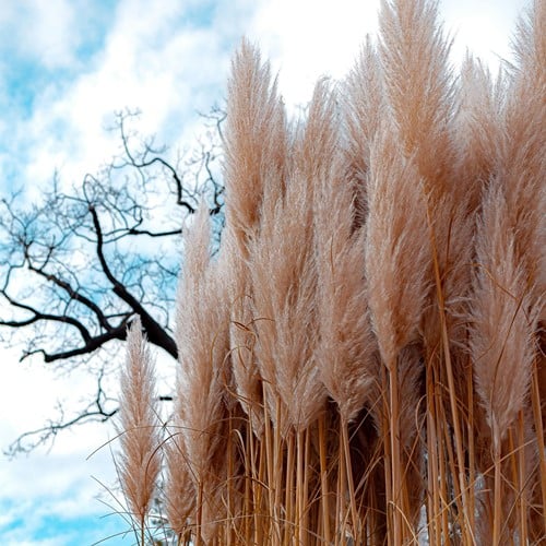 Erba della Pampas Rosa – Cortaderia selloana