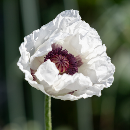 Papavero orientale Perry's White - Papaver