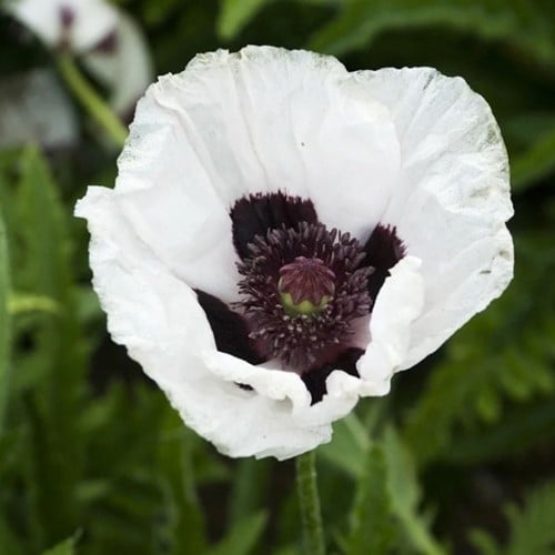 Papaver orientale Royal Wedding – Papavero orientale