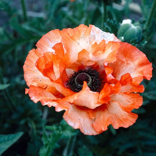 Papavero Picotee - Papaver orientale