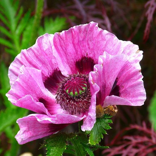 Papavero Patty's Plum - Papaver orientale