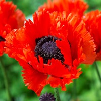 Papavero Türkenlouis - Papaver orientale