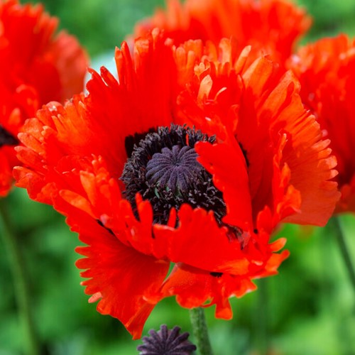 Papavero Türkenlouis - Papaver orientale