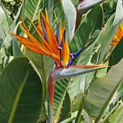 Uccello del paradiso - Strelitzia reginae