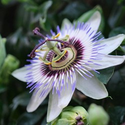 Passiebloem Passion Blue - Passiflora