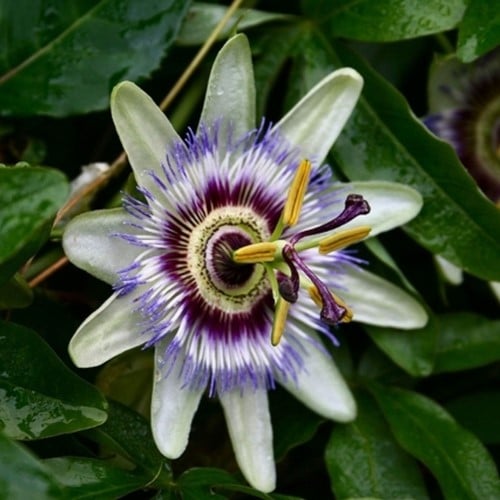 Passiflora Caerulea - Fiore della Passione