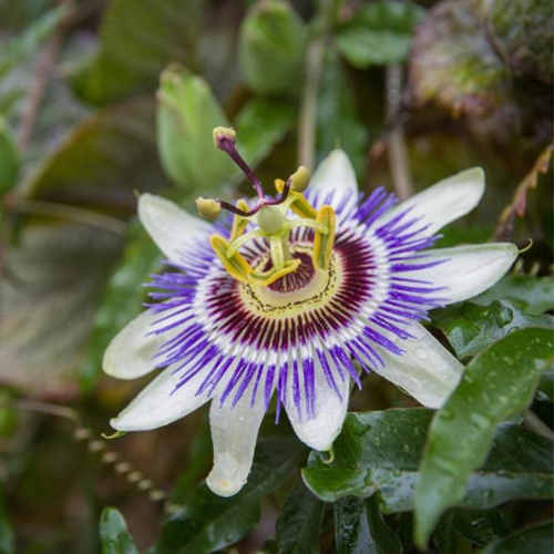 Passiflora 'Edulis'