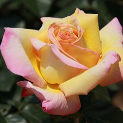 Rosai Grandi Fiori Rosa Profumata Arancione, Pianta Vera da