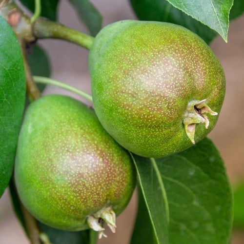 Pero Doyenné du Comice - Pyrus communis