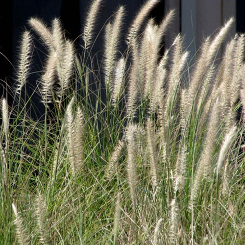 Pennisetum Alopecuroides Hameln (Confezione da 6)